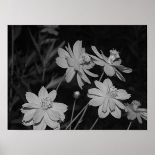 B&W - Groep van Zwavelkosmos Poster