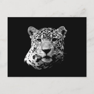 B&W Jaguar Briefkaart