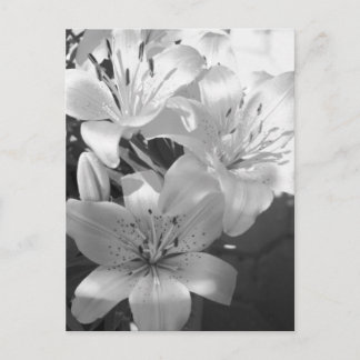 b&w lillies briefkaart