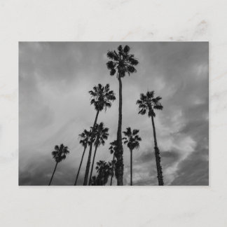 B&W Los Angeles-palmen Briefkaart