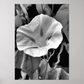 B & W Morning Glory Print (Voorkant)