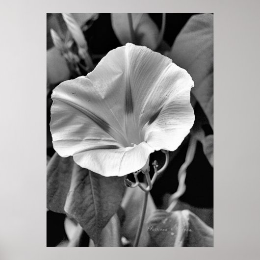 B & W Morning Glory Print (Voorkant)