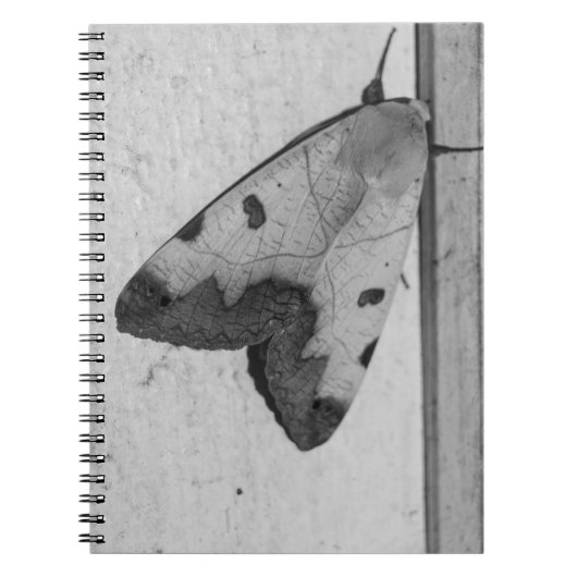 B&W - Ophiusa tirhaca, de groene draak Notitieboek (Voorkant)