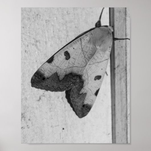 B&W - Ophiusa tirhaca, de groene draak Poster (Voorkant)