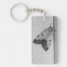 B&W - Ophiusa tirhaca, de groene draak