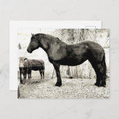B&W Percheron Mare Briefkaart (Voorkant / Achterkant)