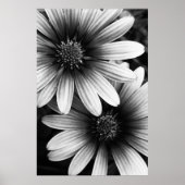 B&W Petals #6 Poster (Voorkant)