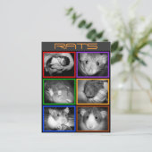 B&W RATS collage Carte postale (Debout devant)