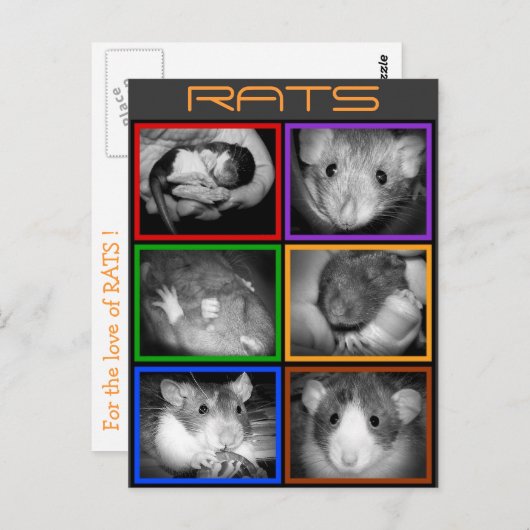 B&W RATS collage Carte postale (Devant / Derrière)