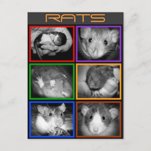 B&W RATS collage Carte postale