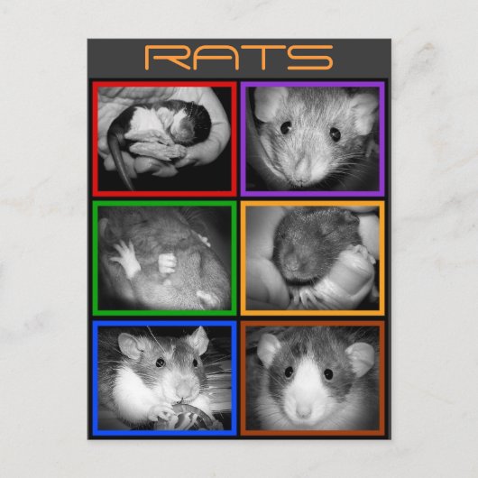 B&W RATS collage Carte postale (Devant)