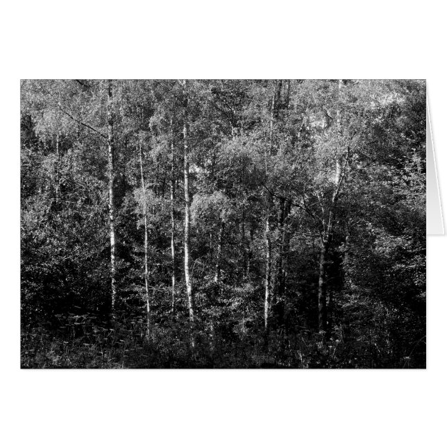 B&W Silver Birch Trees (Devant horizontal)
