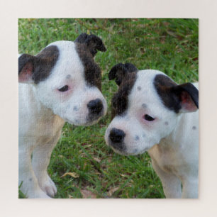 B W Staffordshire Bull Terrier Puppies, puzzel