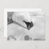 B&W Swan Briefkaart (Voorkant / Achterkant)