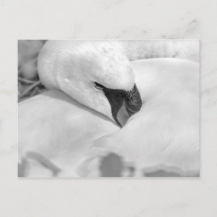 B&W Swan Briefkaart