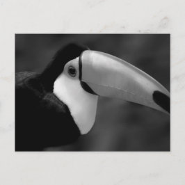 B&W Tucano-vogel Briefkaart