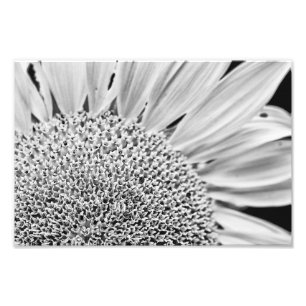 B&W Zonnebloem Foto Afdruk