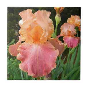 BA- Peach Iris Floral Art Tile Tegeltje