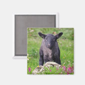 Baa-Baa Black Sheep Magnet Magneet (Voorkant / Achterkant)
