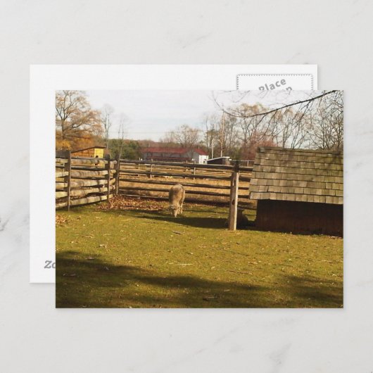 Baaa! Briefkaart (Voorkant / Achterkant)