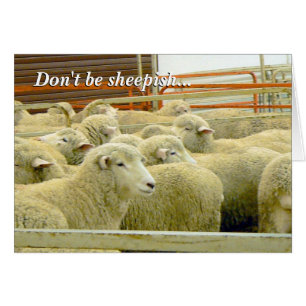 Baaaaa ! - Restez en contact !