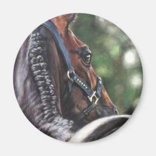 Baai Paard Thoroughbood Warmbloed Dressage Jumper Magneet