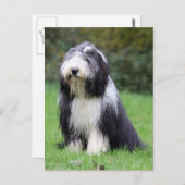 baard briefkaart (Voorkant / Achterkant)