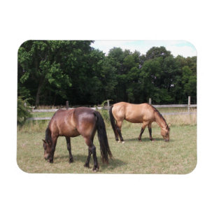 Baard en vale paarden grazen in de wei magneet