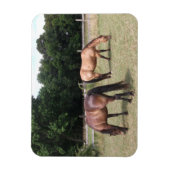 Baard en vale paarden grazen in de wei magneet (Verticaal)