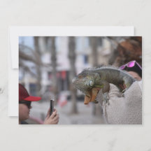 Baardagaam aan de kust Paphos briefkaart