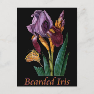 baardbloem briefkaart