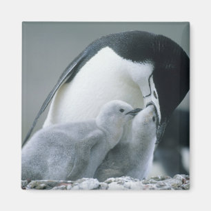 Baardpinguïns, Pygoscelis antarctica), Magneet