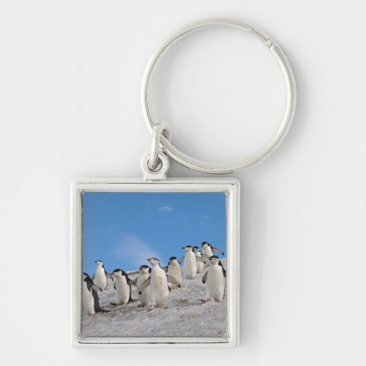 Baardpinguïns | Pygoscelis Antarctica Sleutelhanger (Voorkant)