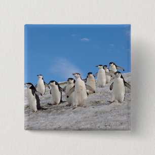 Baardpinguïns Pygoscelis Antarctica Vierkante Button 5,1 Cm