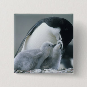 Baardpinguïns, Pygoscelis antarctica), Vierkante Button 5,1 Cm