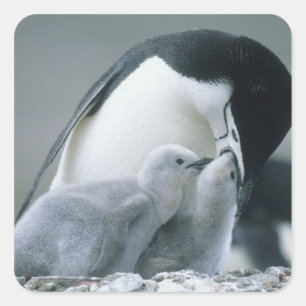 Baardpinguïns, Pygoscelis antarctica), Vierkante Sticker