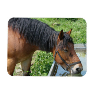 Baardpony drinkend uit watertrog magneet