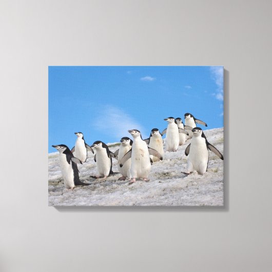 Baardrobben | Pygoscelis Antarctica Canvas Afdruk (Voorkant)