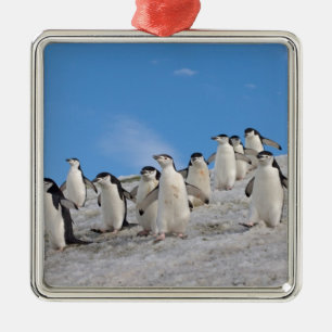 Baardrobben   Pygoscelis Antarctica Metalen Ornament