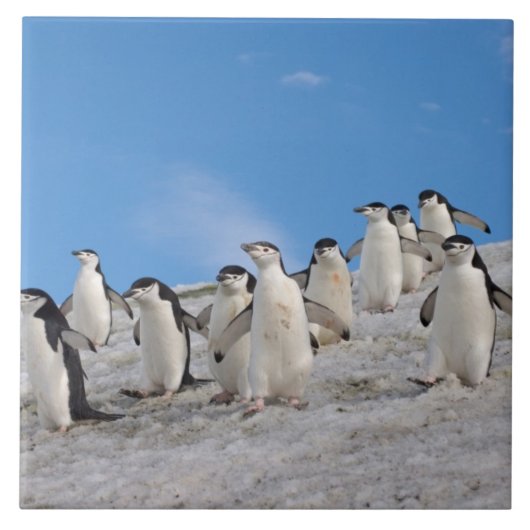 Baardrobben | Pygoscelis Antarctica Tegeltje (Voorkant)