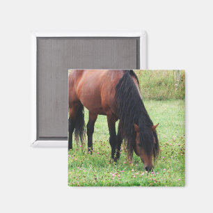 Baardveulen, Paard, Grazingmagneet Magneet