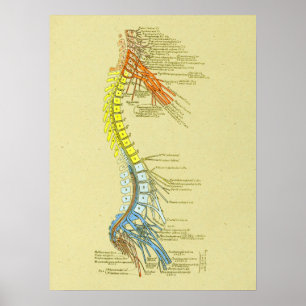 Baarvormig Lumbar Nerves Medische anatomiegrafiek Poster