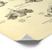 Baarwervelkolom — Anatomie afdrukken Poster (Hoek)