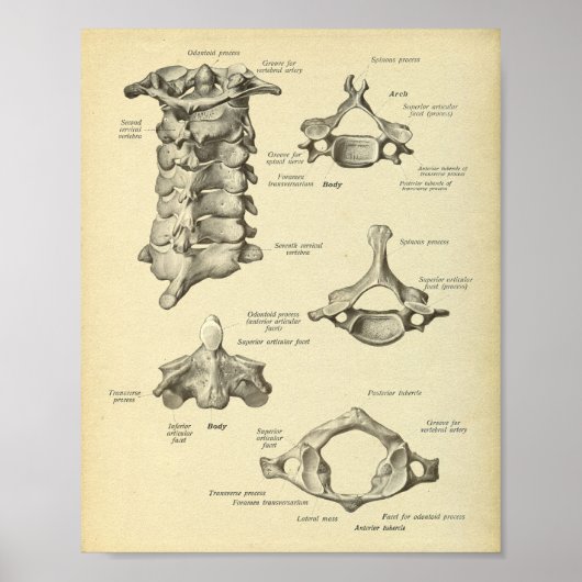 Baarwervelkolom — Anatomie afdrukken Poster (Voorkant)