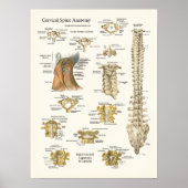 Baarwervelkolom en Poster van wervels (Voorkant)