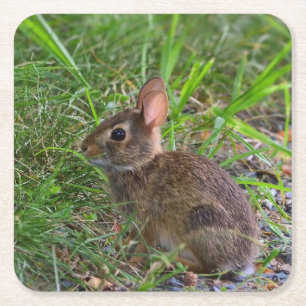 Babby Bunny Papieren Onderzetter