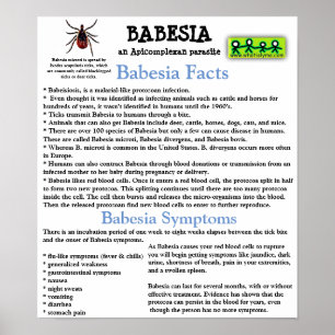Babesia Information Fact Poster