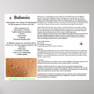 Babesia Symptomen en Poster van overdracht