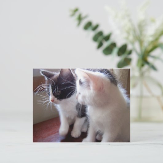 Babkitties Postcard Briefkaart (Staand voorkant)
