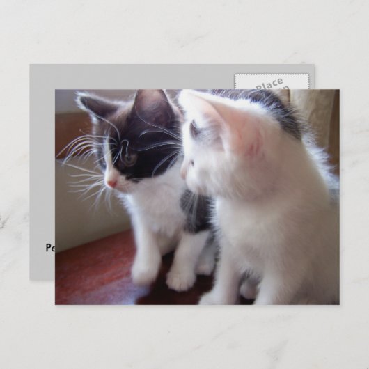 Babkitties Postcard Briefkaart (Voorkant / Achterkant)